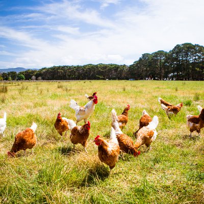Is the Chicken Industry Rigged?
